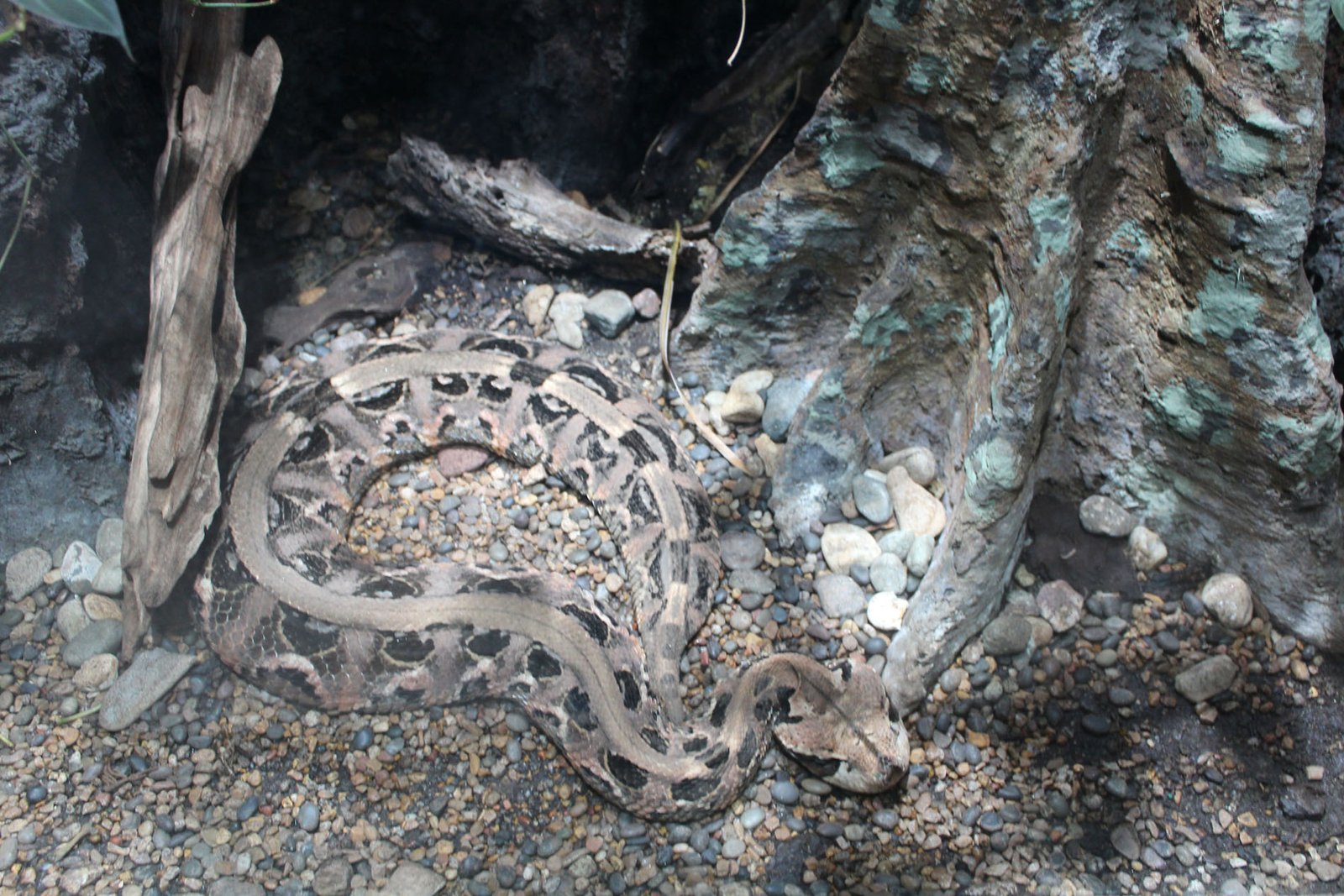 San Diego Zoo Part II 160